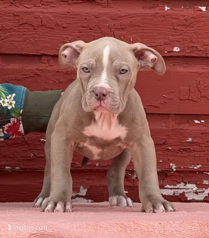 Lilac female American bully