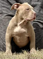 Lilac female American bully, a female American Bully for sale in Denver, CO – Photo 5 of 6