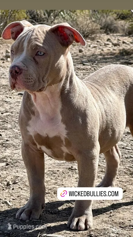 Lilac female American bully – American Bully puppy for sale in Denver, CO