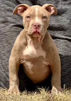 Lilac female American bully, a female American Bully for sale in Denver, CO – Photo 6 of 6