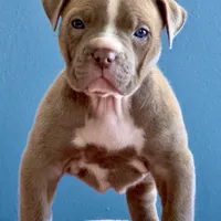 Lilac female American bully, a female American Bully for sale in Denver, CO – Photo 4 of 6