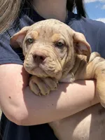 MERLE Lilac tri XL American bully puppy , a female American Bully for sale in Denver, CO – 9 of 10