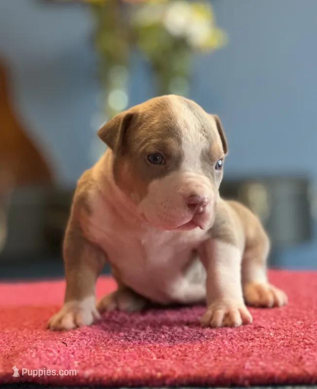 Male lilac tri XL American bully puppy  – American Bully puppy for sale in Denver, CO
