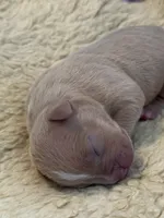 Lilac fawn male XL American bully , a male American Bully for sale in Denver, CO – 2 of 7
