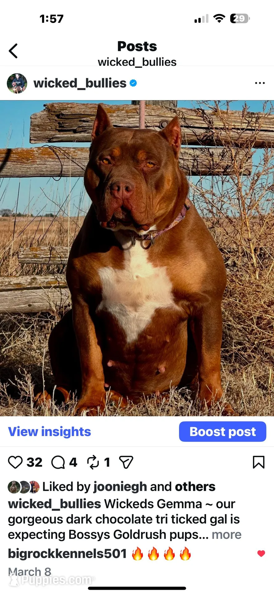 MERLE Lilac tri female bully , a female American Bully for sale in Denver, CO – Photo 6 of 7