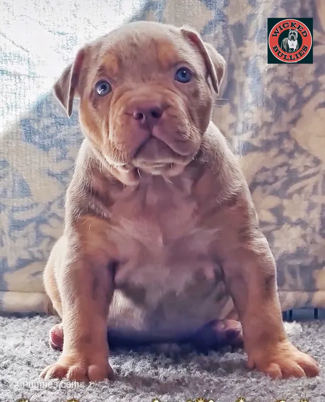 MERLE Lilac tri XL American bully puppy  – American Bully puppy for sale in Denver, CO