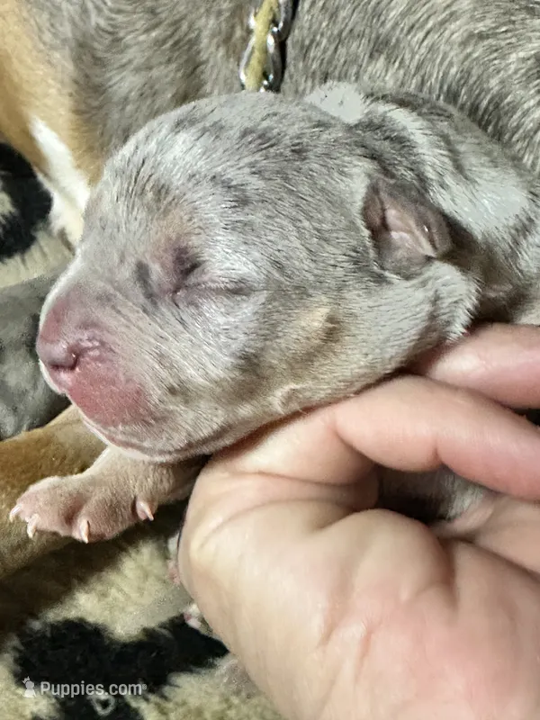 Blue tri merle male XL American bully puppy – American Bully puppy for sale in Denver, CO