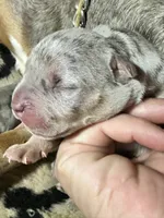 Blue tri merle male XL American bully puppy, a male American Bully for sale in Denver, CO – 1 of 7