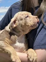 MERLE Lilac tri XL American bully puppy , a female American Bully for sale in Denver, CO – 7 of 10