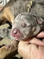Blue tri merle male XL American bully puppy, a male American Bully for sale in Denver, CO – 5 of 7