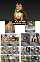 Upcoming litter! , a  American Bully for sale in Denver, CO – 3 of 3