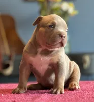 Lilac tri female ~ American bully XL puppy, a female American Bully for sale in Denver, CO – 3 of 10