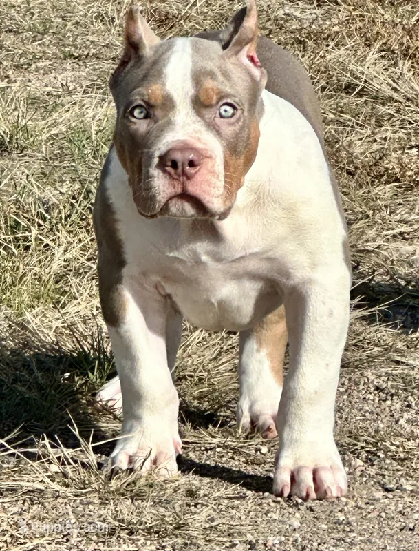 Lilac tri female AMERICAN BULLY XL – American Bully puppy for sale in Denver, CO