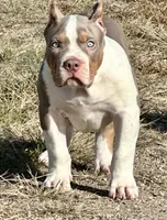 Lilac tri female AMERICAN BULLY XL, a female American Bully for sale in Denver, CO – 2 of 7