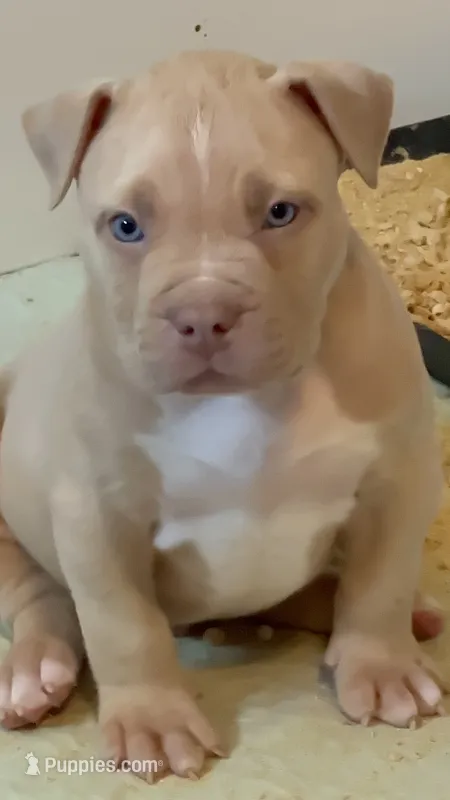 Lilac fawn male XL American bully  – American Bully puppy on hold in Denver, CO