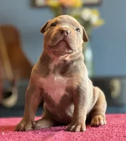 Lilac tri female ~ American bully XL puppy, a female American Bully for sale in Denver, CO – 4 of 10
