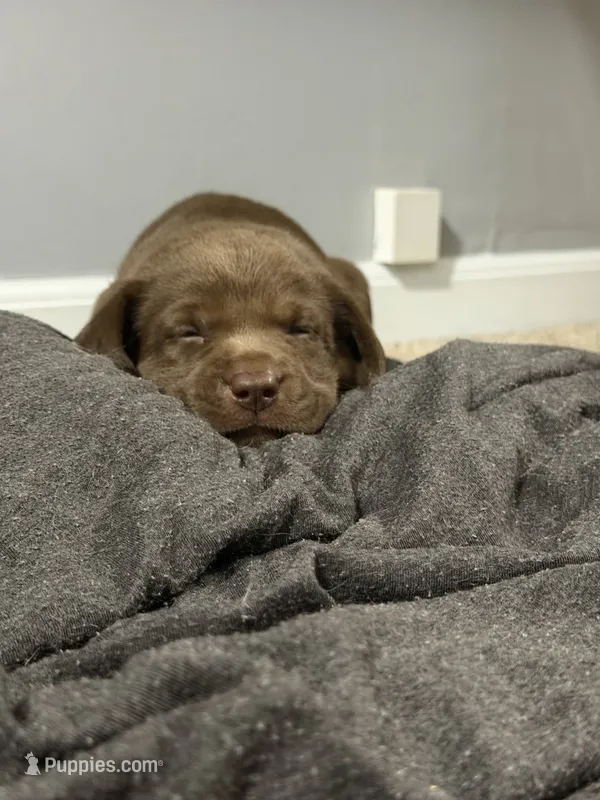 Nemo – Labrador Retriever puppy for sale in Pratt, KS
