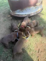 Nemo, a male Labrador Retriever for sale in Pratt, KS – 2 of 3
