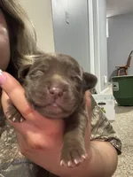 Tank, a male Labrador Retriever for sale in Pratt, KS – 1 of 4