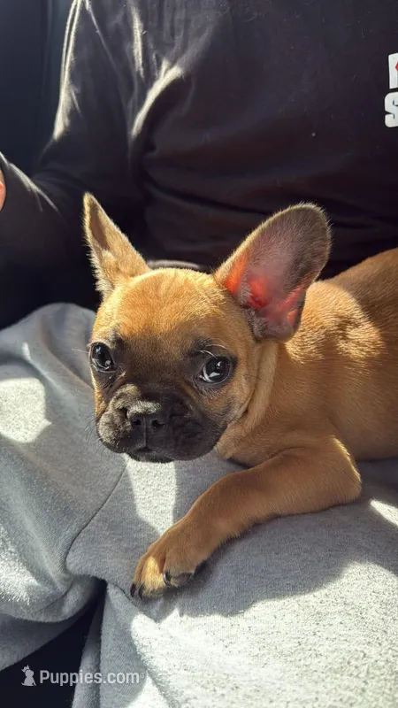 Bruno – French Bulldog puppy for sale in Phoenix, AZ