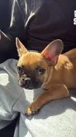 Bruno, a male French Bulldog for sale in Phoenix, AZ – 1 of 4