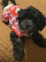 Luna Noir, a female Morkie for sale in Newark, NJ – Photo 2 of 6