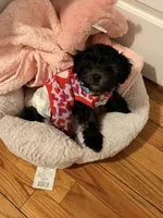 Luna Noir, a female Morkie for sale in Newark, NJ – Photo 4 of 6