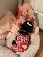 Luna Noir, a female Morkie for sale in Newark, NJ – Photo 5 of 6