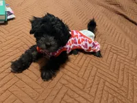 Luna Noir, a female Morkie for sale in Newark, NJ – Photo 6 of 6