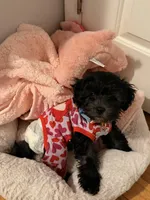 Luna Noir, a female Morkie for sale in Newark, NJ – Photo 3 of 6