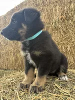 Girl teal, a female Collie and German Shepherd Dog for sale in Pueblo West, CO – 3 of 4