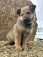 Girl hot pink, a female Collie and German Shepherd Dog for sale in Pueblo West, CO – 2 of 4