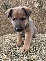 Girl pink, a female Collie and German Shepherd Dog for sale in Pueblo West, CO – 4 of 4
