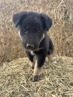 Girl teal, a female Collie and German Shepherd Dog for sale in Pueblo West, CO – 2 of 4