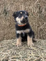 Boy orange, a male Collie and German Shepherd Dog for sale in Pueblo West, CO – 4 of 4