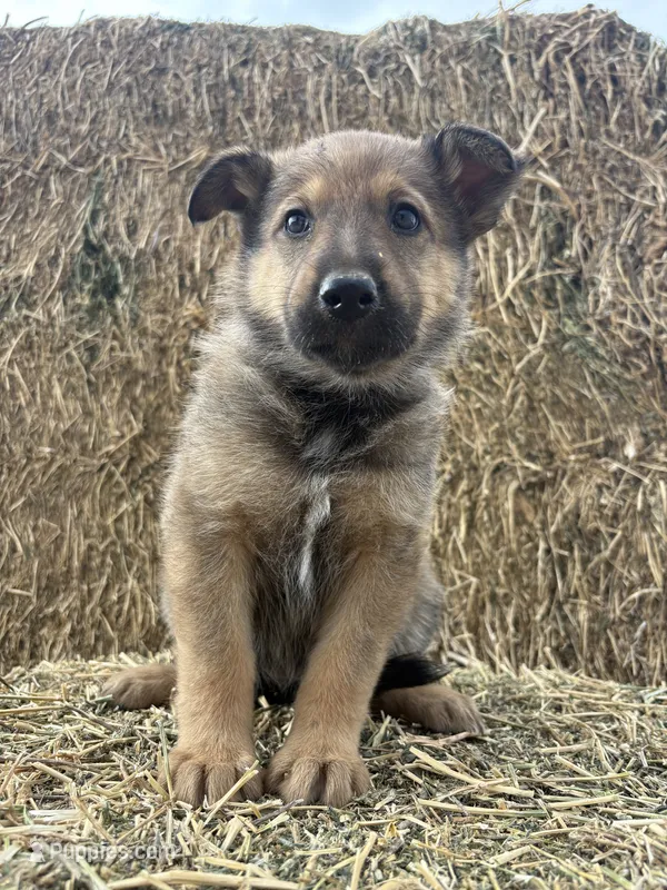Girl hot pink – Collie, German Shepherd Dog puppy for sale in Pueblo West, CO