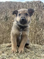 Girl hot pink, a female Collie and German Shepherd Dog for sale in Pueblo West, CO – 1 of 4