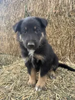 Boy red, a male Collie and German Shepherd Dog for sale in Pueblo West, CO – 2 of 3