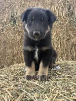 Girl teal, a female Collie and German Shepherd Dog for sale in Pueblo West, CO – 4 of 4