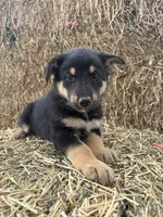 Girl purple , a female Collie and German Shepherd Dog for sale in Pueblo West, CO – 2 of 4