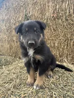 Boy red, a male Collie and German Shepherd Dog for sale in Pueblo West, CO – 3 of 3