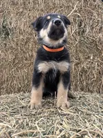 Boy orange, a male Collie and German Shepherd Dog for sale in Pueblo West, CO – 2 of 4