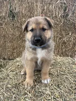 Boy blue, a male Collie and German Shepherd Dog for sale in Pueblo West, CO – 2 of 4