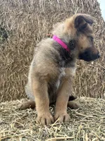 Girl hot pink, a female Collie and German Shepherd Dog for sale in Pueblo West, CO – 3 of 4
