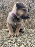 Girl hot pink, a female Collie and German Shepherd Dog for sale in Pueblo West, CO – 4 of 4