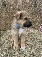 Boy blue, a male Collie and German Shepherd Dog for sale in Pueblo West, CO – 4 of 4