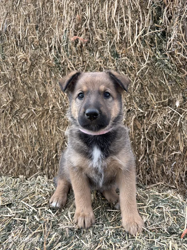 Girl pink – Collie, German Shepherd Dog puppy for sale in Pueblo West, CO