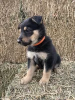 Boy orange, a male Collie and German Shepherd Dog for sale in Pueblo West, CO – 3 of 4