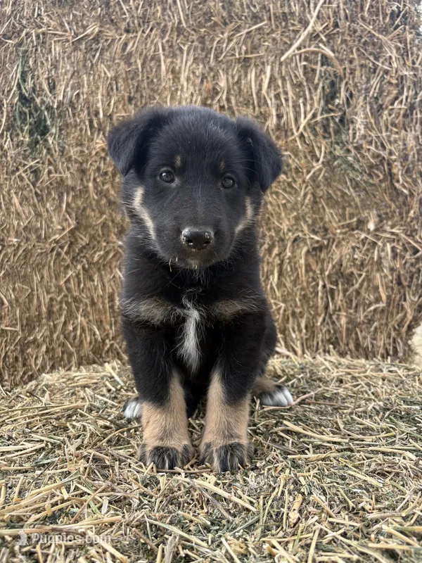 Girl teal – Collie, German Shepherd Dog puppy for sale in Pueblo West, CO
