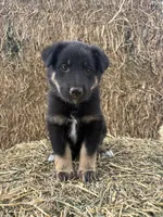 Girl teal, a female Collie and German Shepherd Dog for sale in Pueblo West, CO – 1 of 4